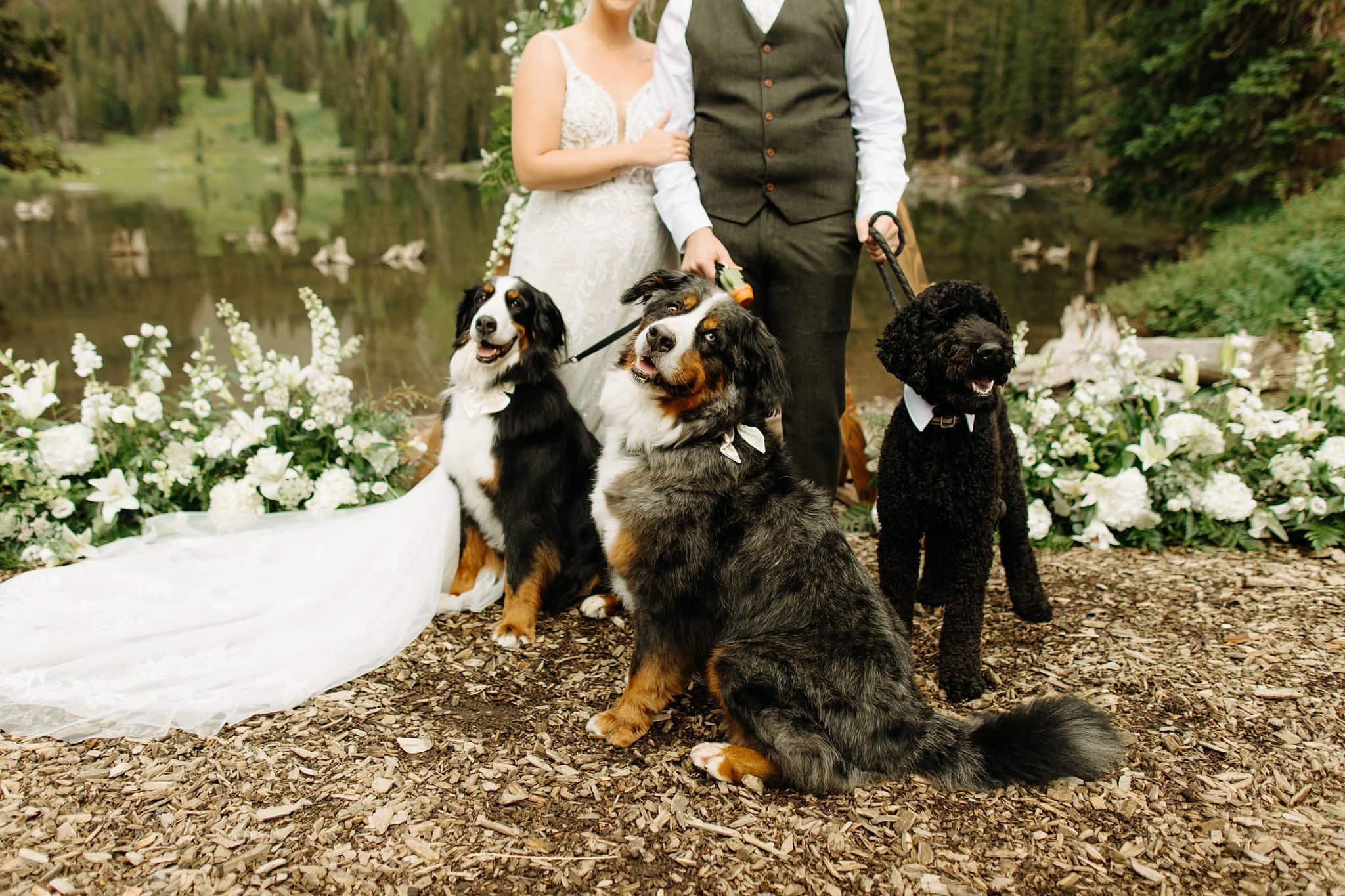 Intimate Wedding with dogs at Alta Lakes Observatory