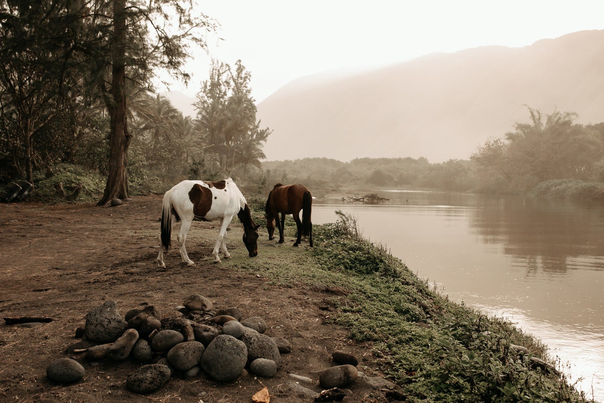 Day After Session on the Big Island with wild horses