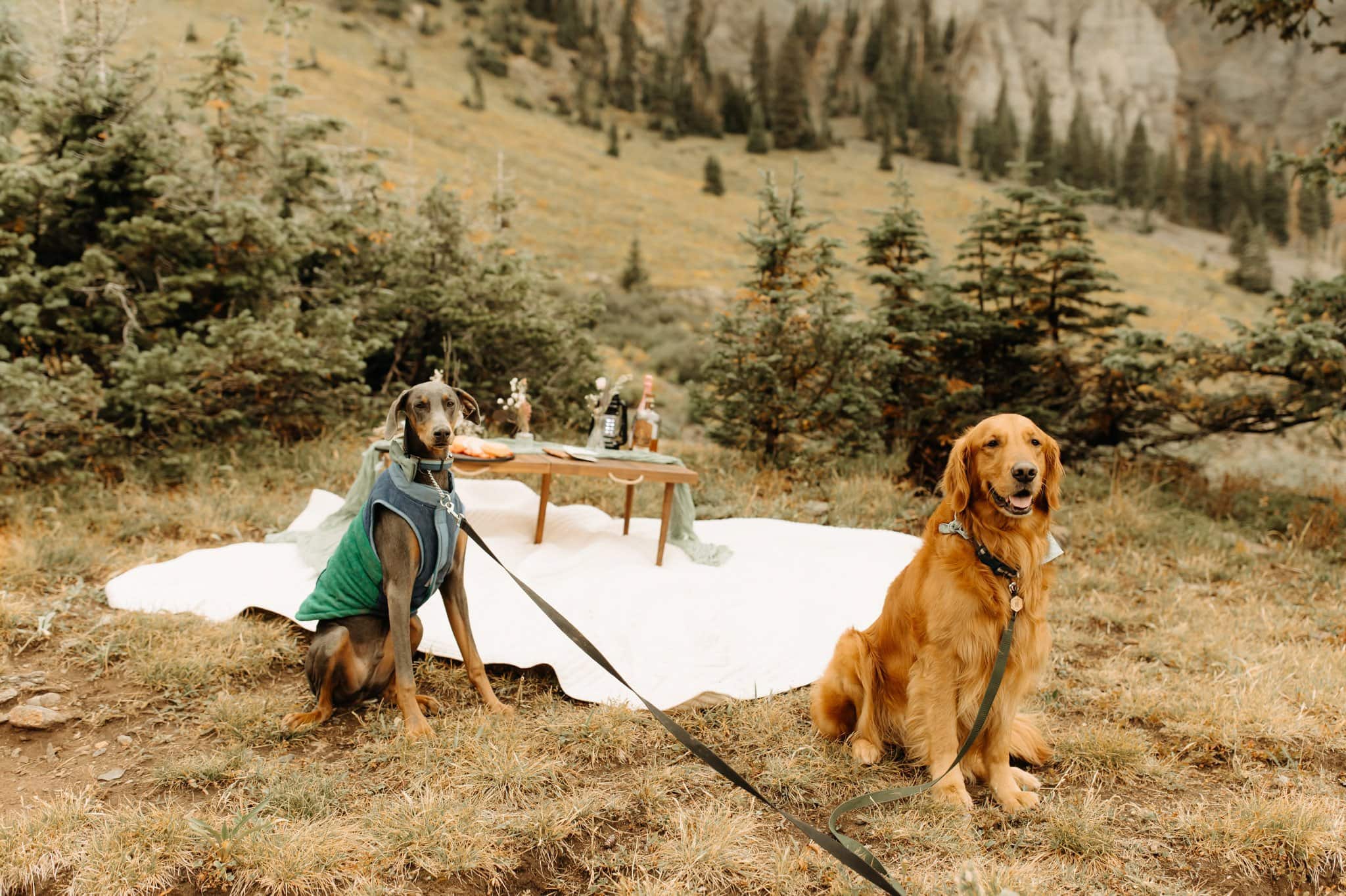 elopement picnic with dogs in ouray colorado