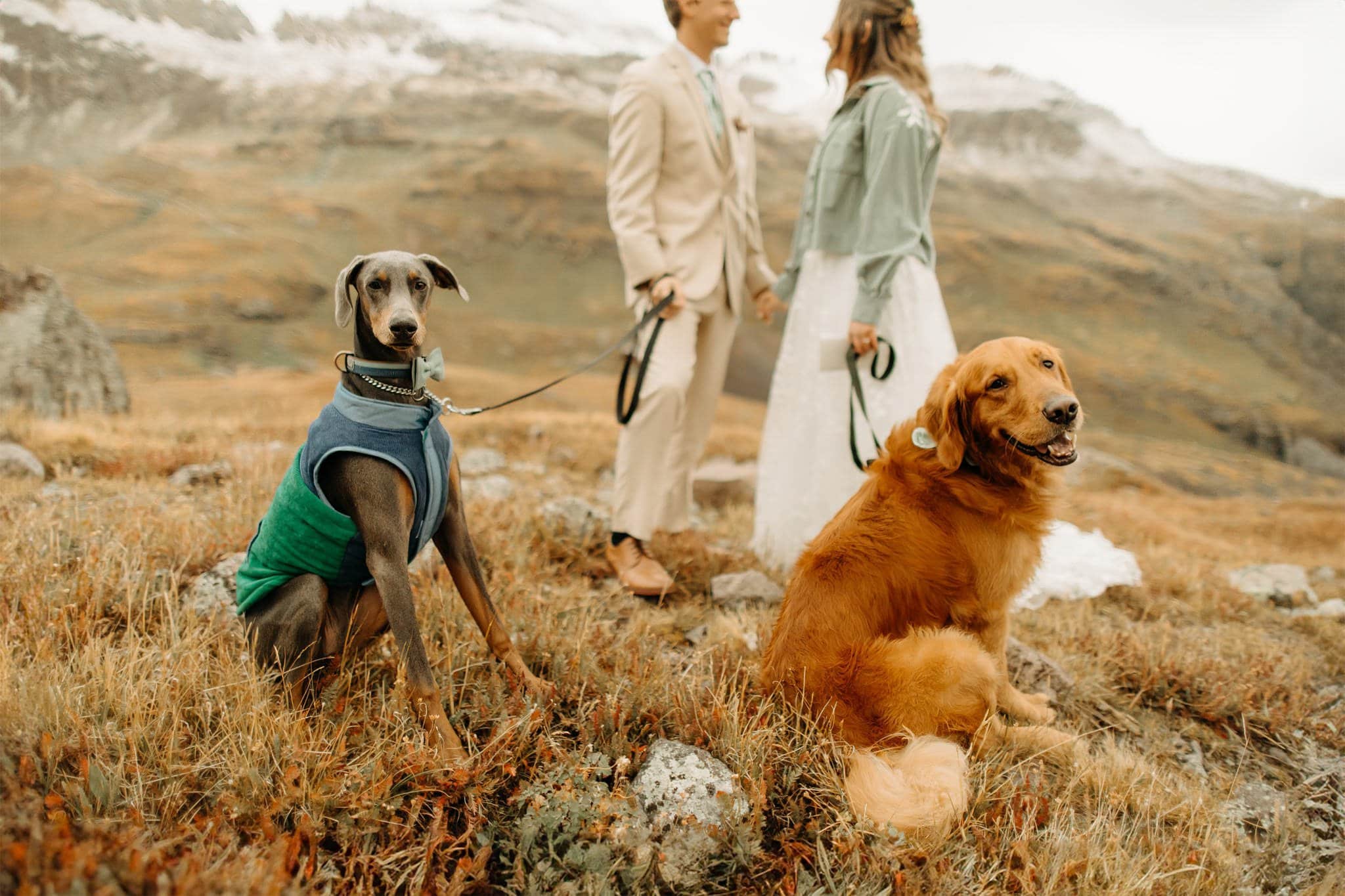 Mountaintop Elopement with dogs in Ouray
